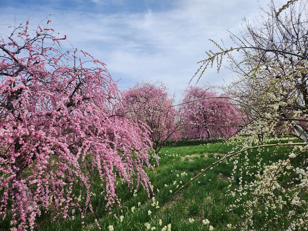 パリスタイル/春のコンポジションと、満開の梅＆菜の花～